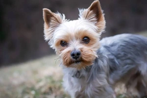 yorkshire-terrier-4783327-960-720