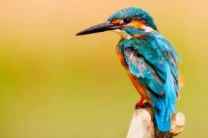 kingfisher-2046453-1280