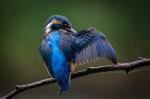 kingfisher-7346545-1280